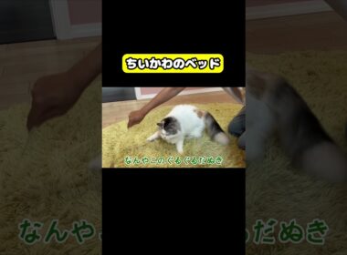 ちいかわのベッド #猫 #おもしろ #アテレコ #ニャンチューバーつくし #ちいかわ