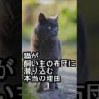 猫が飼い主の布団に潜り込む本当の理由