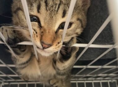 掃除機が怖くて変なとこに逃げ込む子猫