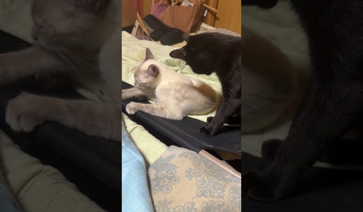 甘え上手なシャム雫ちゃん。黒猫くーにも気に入られ