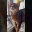 窓際のねこちゃん　#cat #アビシニアン