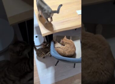 珍しく、3匹集合 #茶トラ #ベンガル #シンガプーラ #ねこのいる暮らし