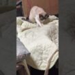 【心臓の弱い方、注意】シャム猫パンダ。コットの上の布団、ズルズルと引きずってたら