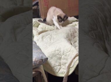 【心臓の弱い方、注意】シャム猫パンダ。コットの上の布団、ズルズルと引きずってたら