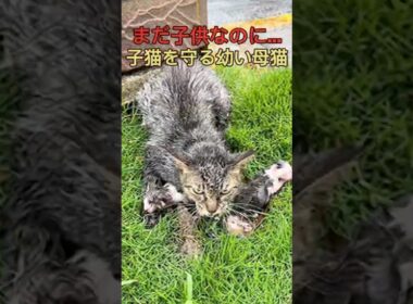 まだ子どもなのに…激しい雨の中、2匹の子猫を守り続けた幼い母猫