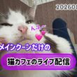 20260817メインクーンだけの【猫カフェのライブ配信】#cat #cooncat #mainecat #もふもふ