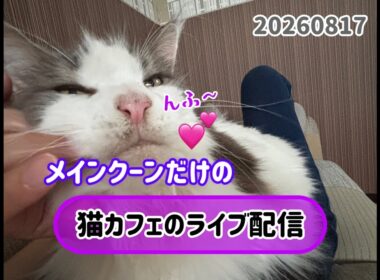 20260817メインクーンだけの【猫カフェのライブ配信】#cat #cooncat #mainecat #もふもふ