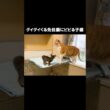 グイグイくる先住猫にビビる子猫 #保護子猫 #子猫