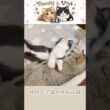仲良し子猫の成長記録023。#shorts #保護猫 #子猫 # #猫のいる暮らし