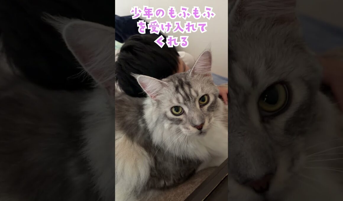 夏休みの朝、大型猫とゆっくりベッドで寝る幸せ#shorts