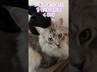 夏休みの朝、大型猫とゆっくりベッドで寝る幸せ#shorts