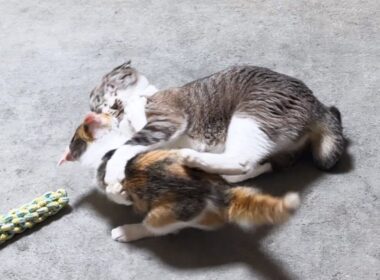遊び？ペロペロ？と思った姫猫が子猫にとった行動が…！やっぱり永遠の子猫でした(笑)