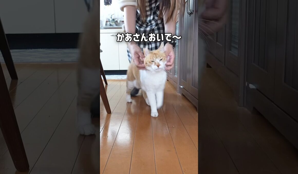 猫が母を連れて行った先が賢すぎた #元野良猫チャチャ #猫武将 #猫侍 #ねこ #ネコ #cat #チャチャ