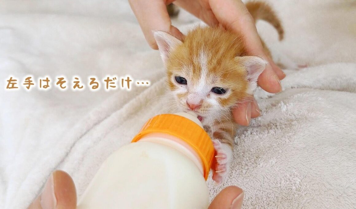 【子猫】ミルクを飲んだらも～眠くて眠くて・・・でも絶対寝たくない！【保護猫生活14日目】