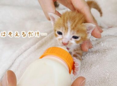 【子猫】ミルクを飲んだらも～眠くて眠くて・・・でも絶対寝たくない！【保護猫生活14日目】