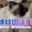 バーマン猫ラフとウリ【姉妹の違い】Sister differences（バーマン猫）Birman/Cat