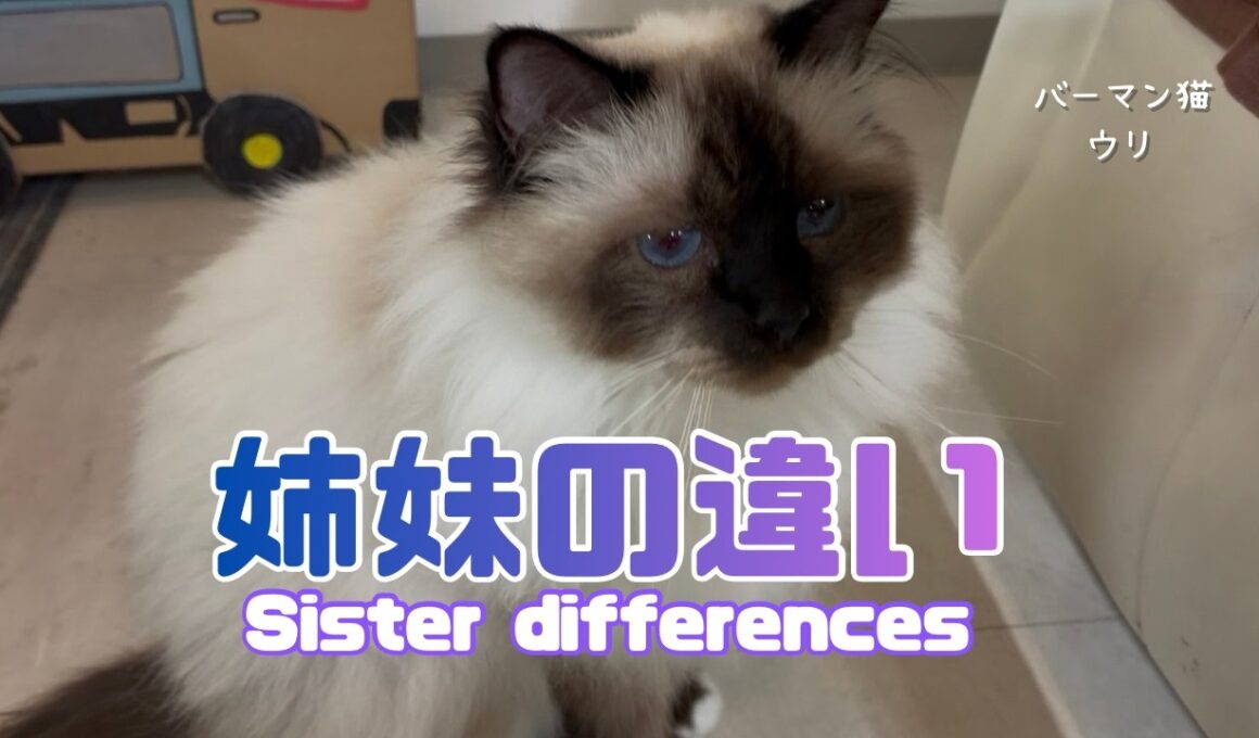 バーマン猫ラフとウリ【姉妹の違い】Sister differences（バーマン猫）Birman/Cat
