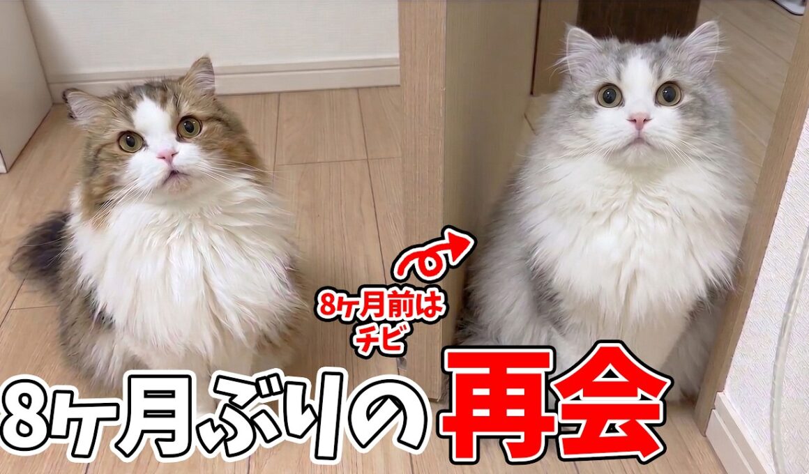 【感動】8ヶ月ぶりの再会！とんでもなく大きく成長した子猫を見たらいくんがこうなった…