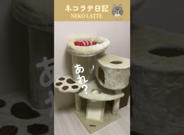 【ネコラテ日記】キャットタワーにいる猫がかわいい #shorts