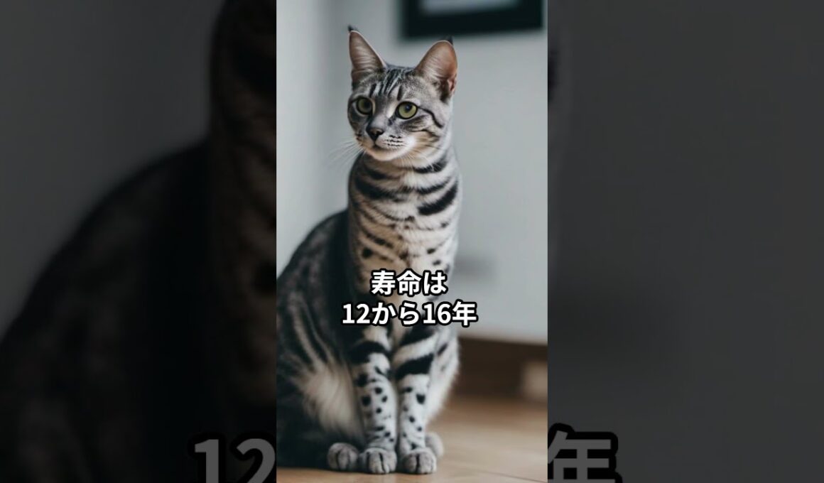 【人気の猫】寿命の長い猫ベスト10 コンプリート #shorts
