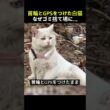 ゴミ捨て場に取り残された白猫首輪にはGPSがついたまま…