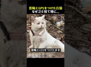 ゴミ捨て場に取り残された白猫首輪にはGPSがついたまま…