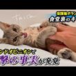 重度の便秘に悩む保護子猫のセカンドオピニオンで衝撃の事実が発覚しました【保護猫ボランティア・食堂裏のキリ編６】／ #猫 #保護猫 #子猫