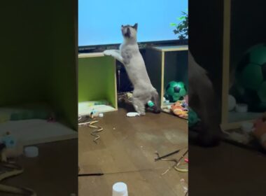 コットで休むシャム猫パンダ。スズメ動画を流し始めたら、移動し、大喜び。別では、黒猫の黒夢、ネコジャラシを用意してきて、キジシロのルルと一緒に始め　ミックス、雫