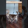 ねぇねぇ #何かしら #cat #遊んで #アメリカンカール #猫のいる暮らし