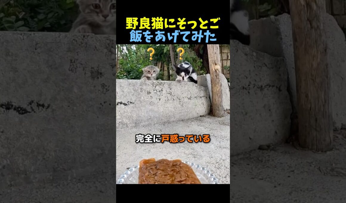 野良猫にそっとご飯をあげてみた🐈 #猫 #動物 #感動する話 #animals #cat