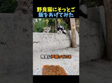 野良猫にそっとご飯をあげてみた🐈 #猫 #動物 #感動する話 #animals #cat