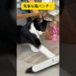 見事な猫パンチを決める子猫😂 #猫 #cat #shorts