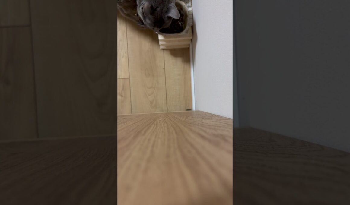 すぐ来た_20260813 #shorts #cat #ロシアンブルー #猫