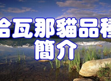 哈瓦那貓品種簡介