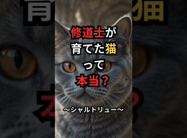 修道士が育てた猫って本当？シャルトリューに残る伝説と真実 #Shorts #猫のいる暮らし #猫雑学 #猫好きさんと繋がりたい