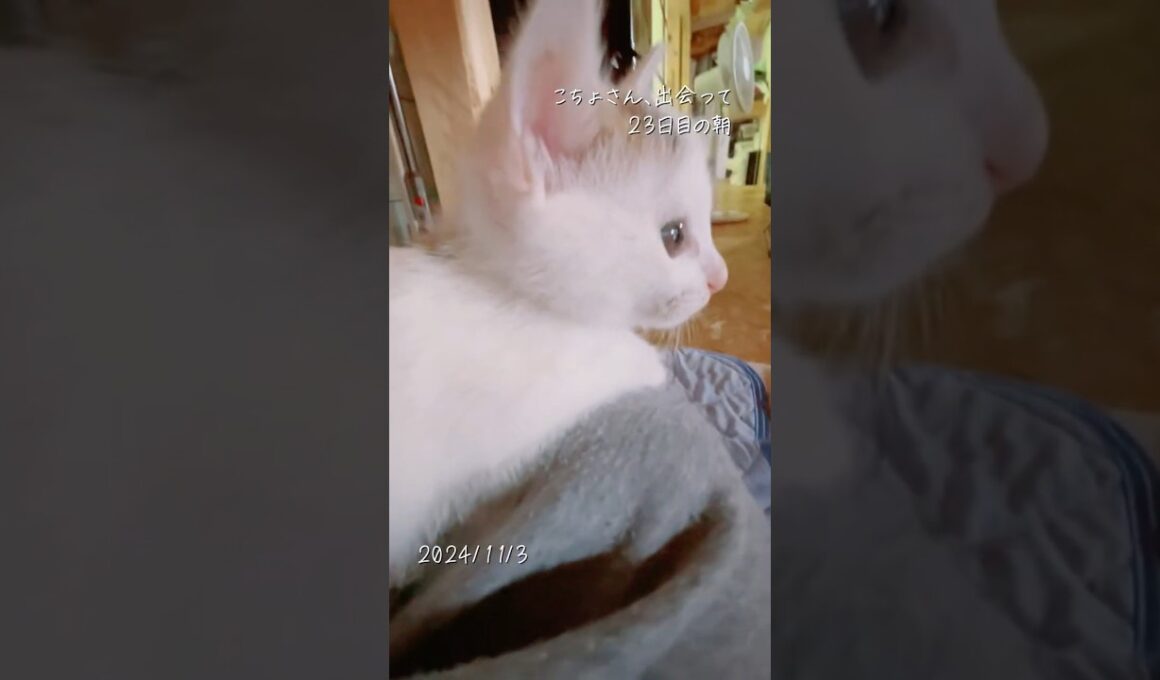 23日目の朝【川で助けた子猫】ハンマーヘッドキャット(笑)　#保護猫 #子ネコ #cat  #こちょめ