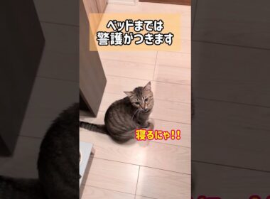 うちの猫は寝室までご案内してくれますｗ　 #ねこ #好きな子猫 #kitten #cat #子ネコ #猫のいる暮らし #ねこのいる生活 #かわいい #猫のいる生活