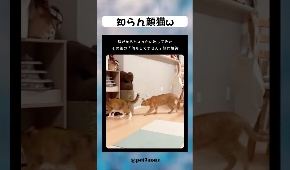 知らん顔猫w 😻💕 #shorts #cat #meow #kitten #catlovers #貓 #子猫 #猫好き #癒し猫 #猫動画 #もふもふ猫 #고양이 #बिल्ली