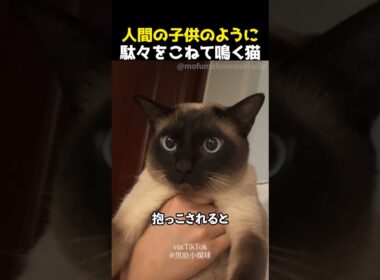 人間の子供のように駄々をこねて鳴く猫