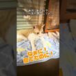 生後１年1ヵ月のしょう太の体重測定 #cat #保護猫 #猫