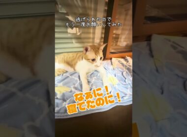 生後１年1ヵ月のしょう太の体重測定 #cat #保護猫 #猫