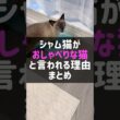 シャム猫がおしゃべりと言われる理由 #猫 #cat #猫のいる暮らし