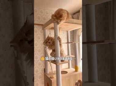 垂らした紐の数だけ猫が釣れる【サイベリアン・ずんだ】  #shorts #サイベリアン #猫 #釣り