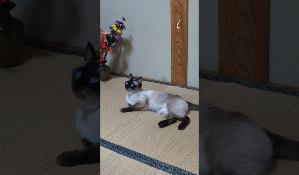 おわかりいただけただろうか👻 #cat #catshorts #シャム猫 #猫のいる暮らし #猫のいる生活   #おわかりいただけただろうか