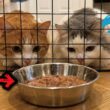 檻の中にごはんが閉じ込められてた時の猫たちの反応がおもしろすぎたｗｗｗ