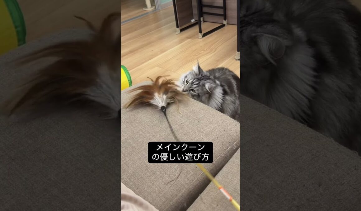 メインクーンの優しい遊び方 #メインクーン #cat #ラグドール