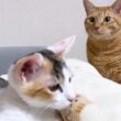 子猫と飼い主が遊んでいると…忍び寄る兄猫の姿と子猫の反応が可愛すぎた