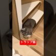 階段の一部と化す猫#ロシアンブルー #猫#cat #shorts