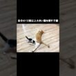自分の10倍以上大きい猫を倒す子猫 #保護子猫