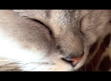 天使のような猫の寝顔が可愛すぎる!♡ #Shorts